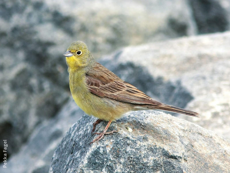 Eastern Cinereous Bunting