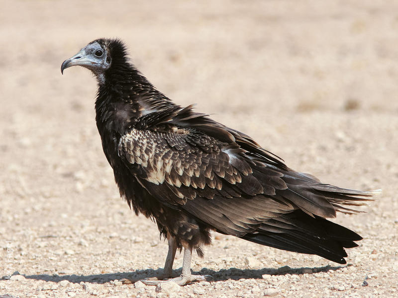 Egyptian Vulture (Juvenile)