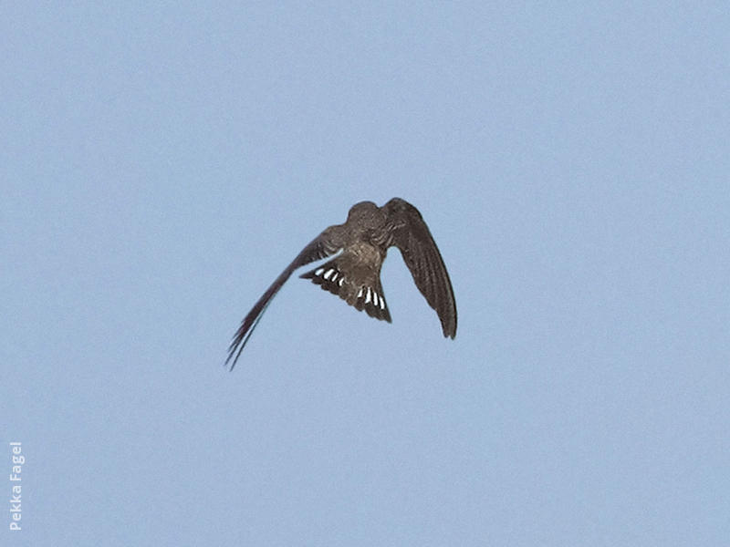 Eurasian Crag Martin