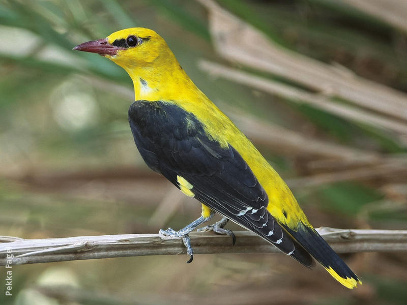 Eurasian Golden Oriole (Male)