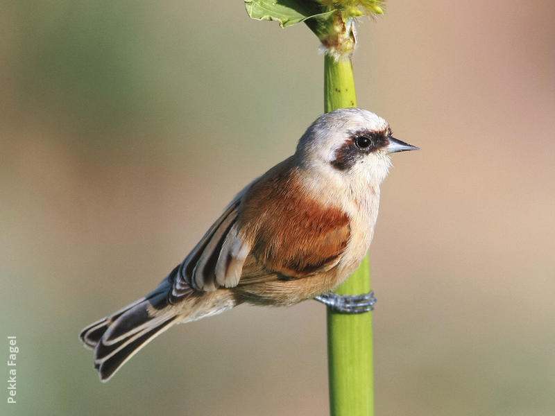 Eurasian Penduline Tit (Male)