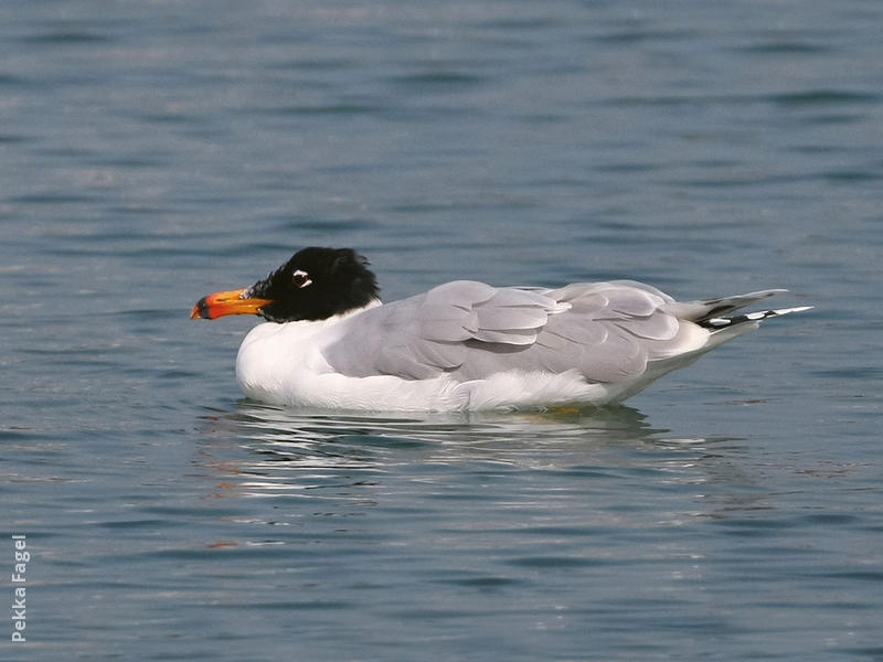 Great Black-headed Gull