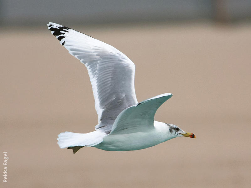 Great Black-headed Gull (Winter)