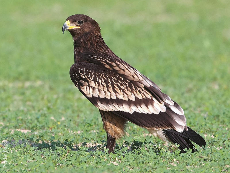 Greater Spotted Eagle (Immature)
