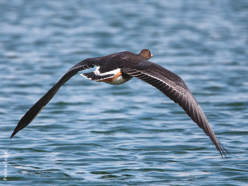 Greater White-fronted Goose (Juvenile)