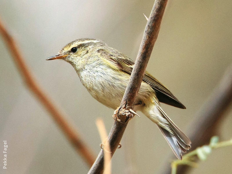 Hume’s Leaf Warbler