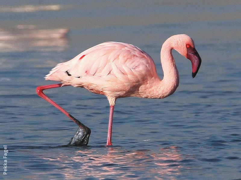 Lesser Flamingo 