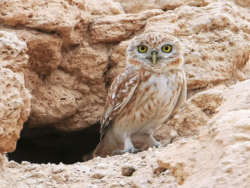 Lilith Owlet (At nest hole)