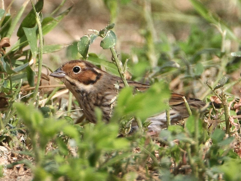 Little Bunting
