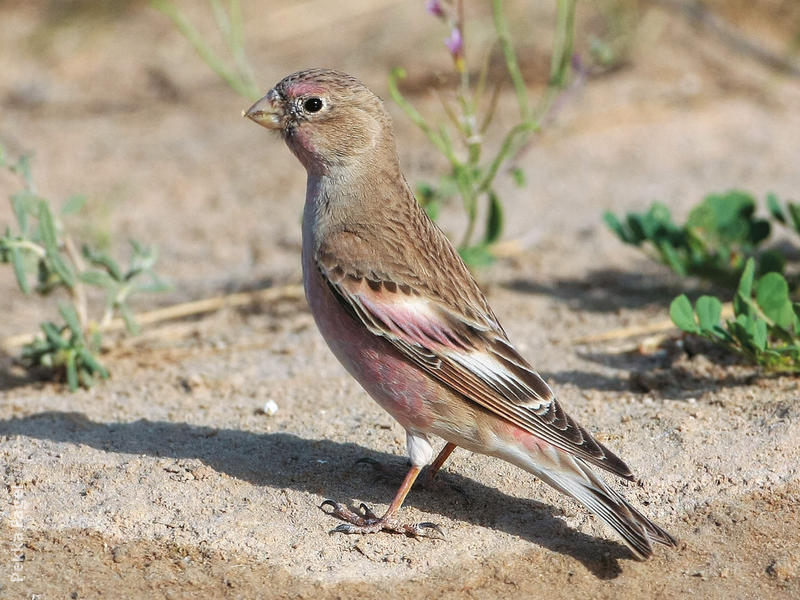 Mongolian Finch (Spring)