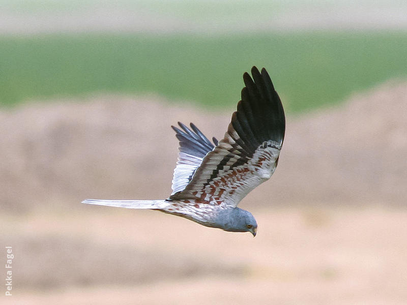 Montagu’s Harrier (Male)