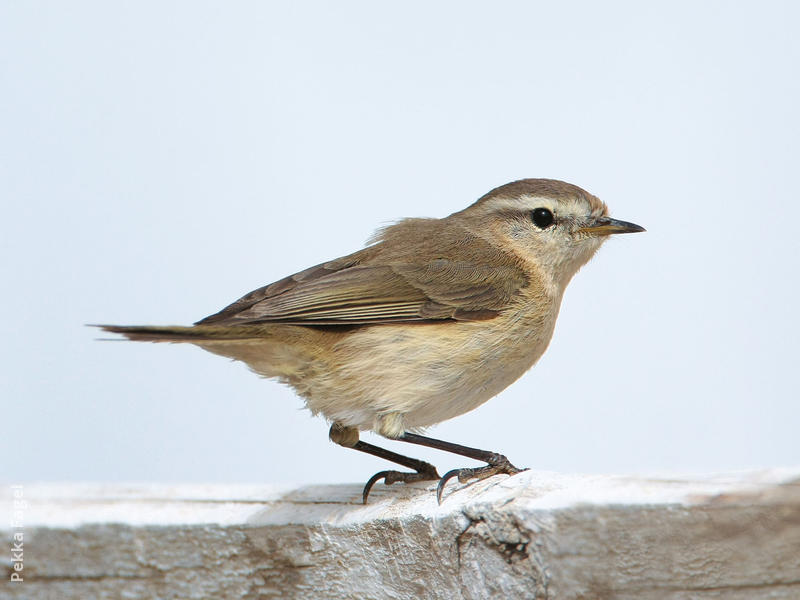 Mountain Chiffchaff 