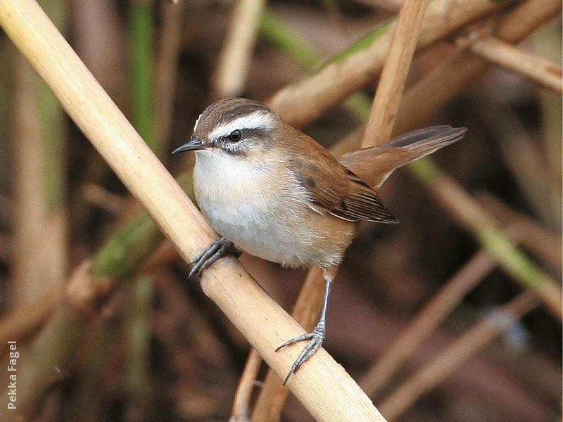 Moustached Warbler 