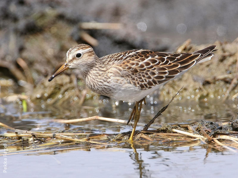 Pectoral Sandpiper 