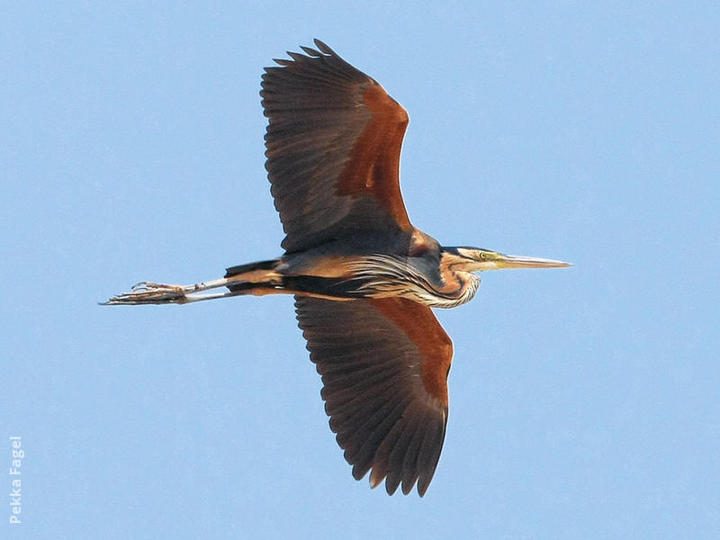 Purple Heron