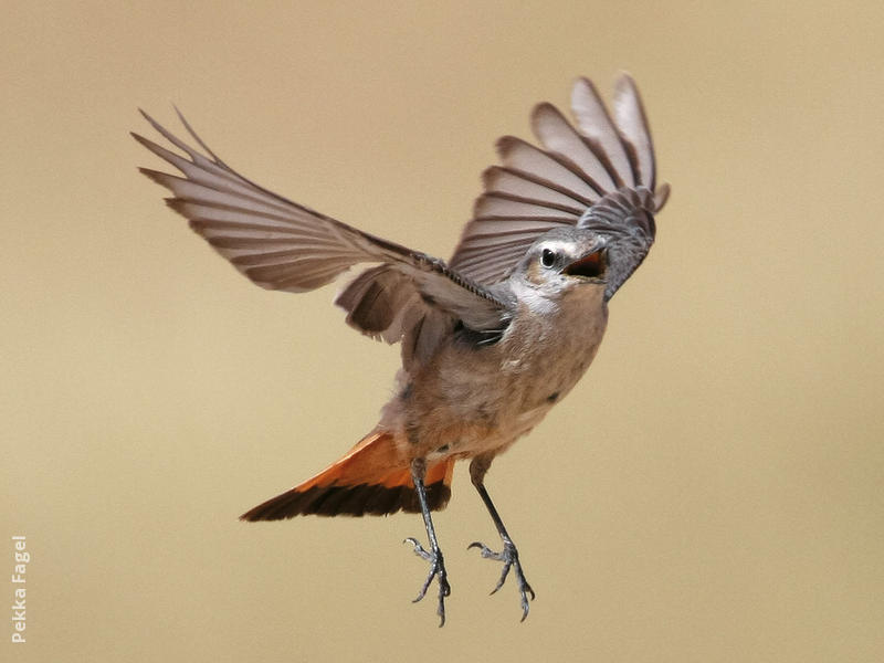 Red-tailed Wheatear