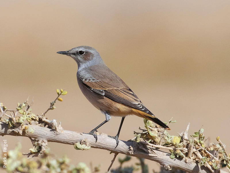 Red-tailed Wheatear