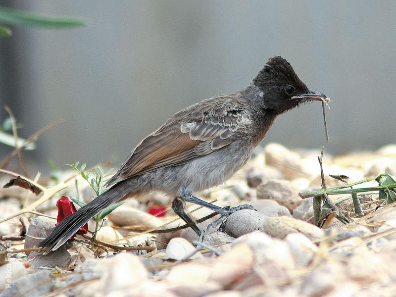 Red-vented Bulbul (Juvenile)