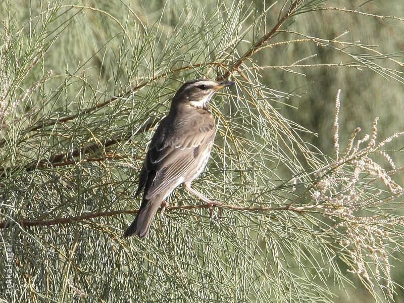 Redwing