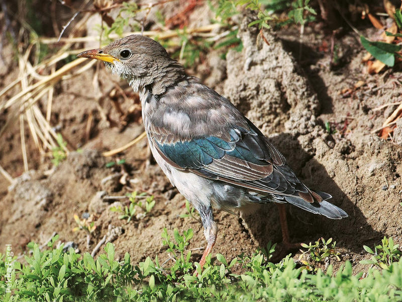 Rose-coloured Starling (Immature moulting)
