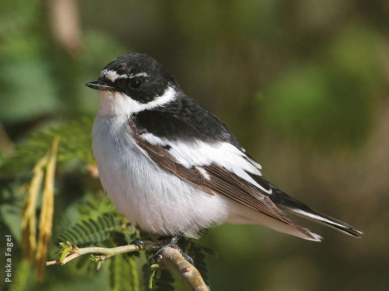 Semi-collared Flycatcher (Male)