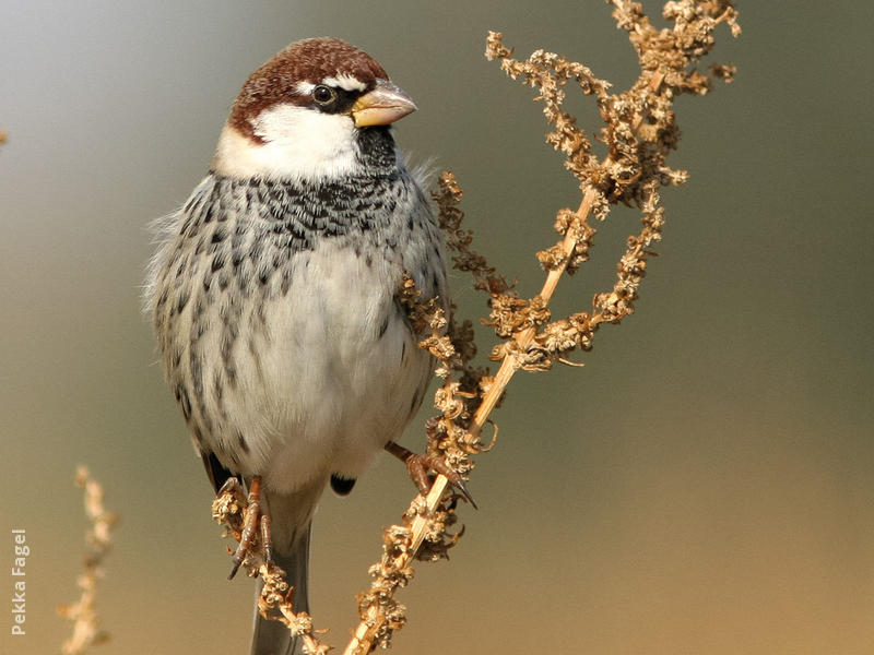 Spanish Sparrow (Male)