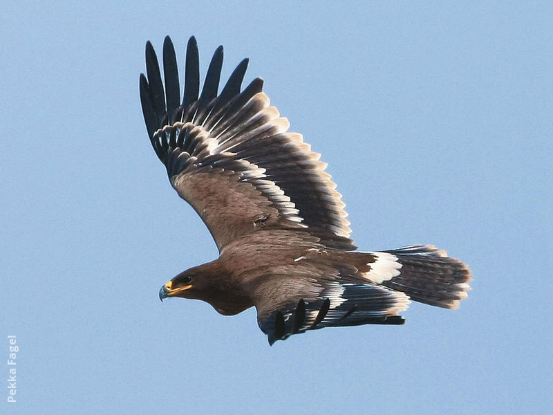 Steppe Eagle (Juvenile)