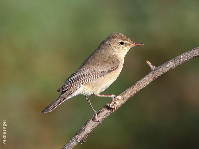 Sykes’s Warbler