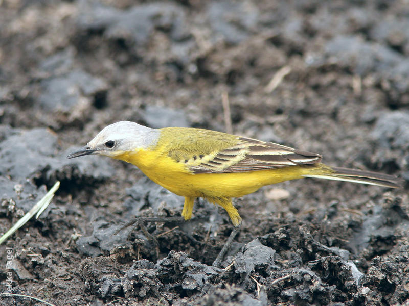 White-headed Wagtail