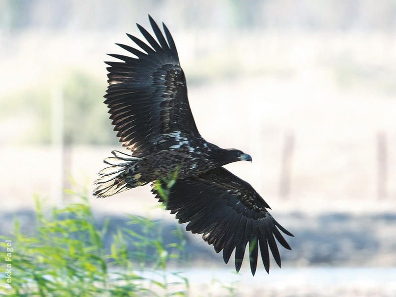 White-tailed Eagle (Immature)