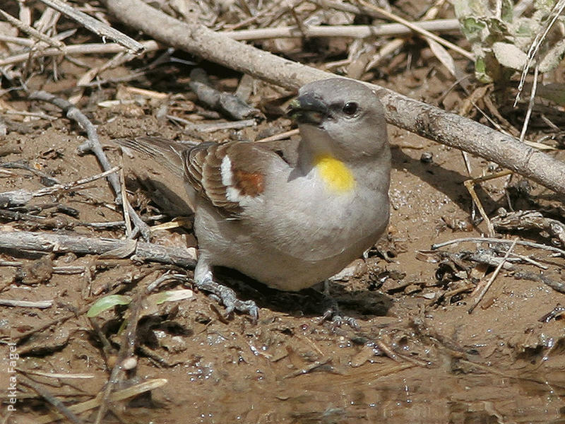 Yellow-throated Sparrow (male)