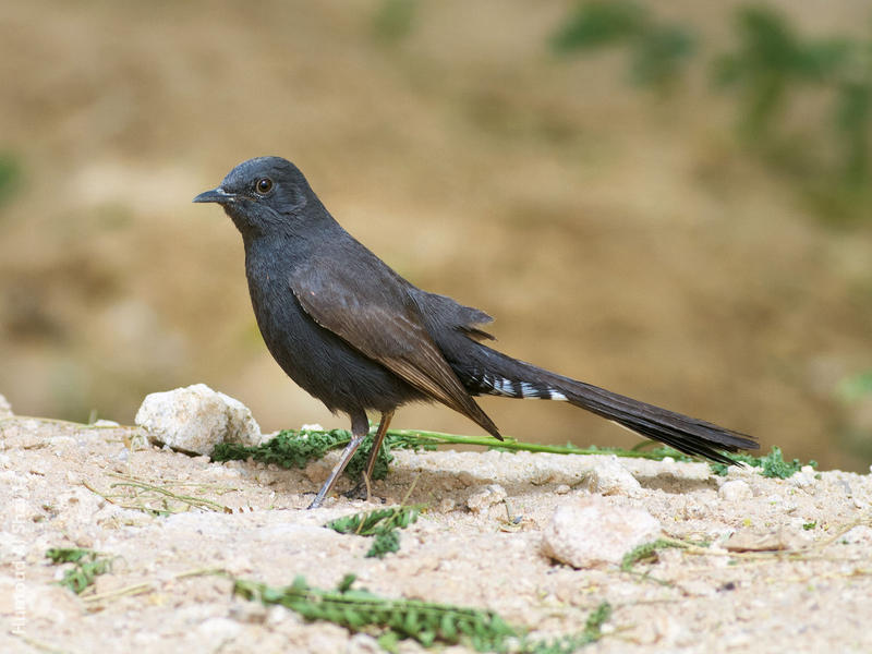 Black Scrub Robin