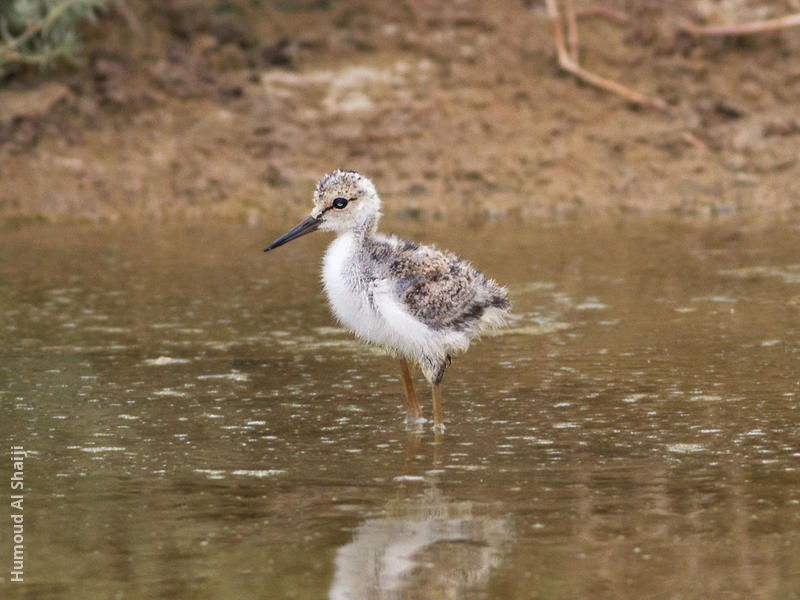 Black-winged Stilt (Fledgling)