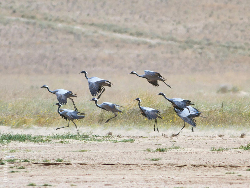 Demoiselle Crane