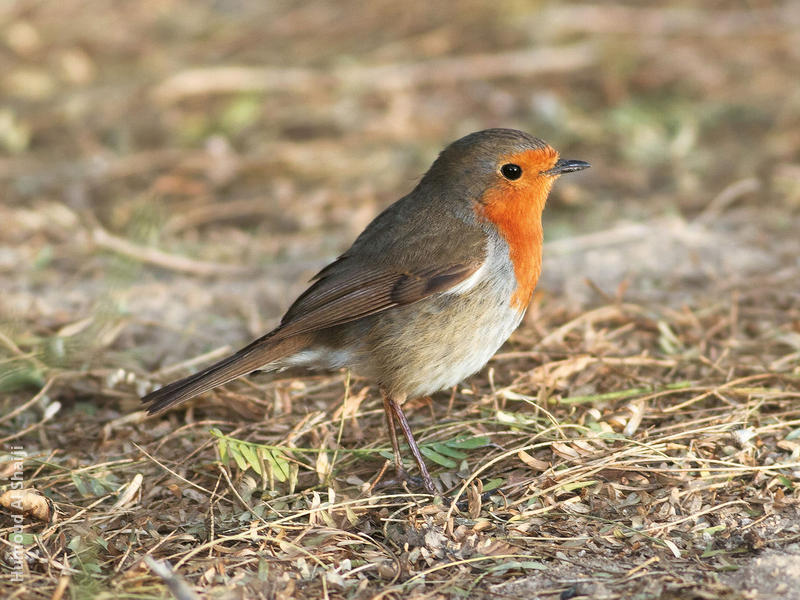 European Robin 