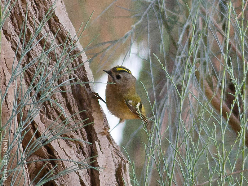 Goldcrest (1st record, Al Abraq, Dec. 2013)