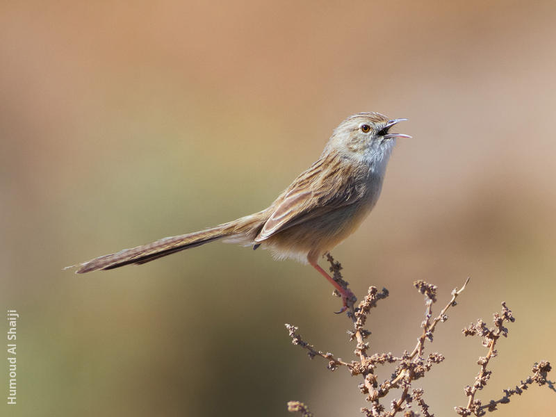 Graceful Prinia