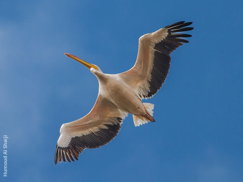 Great White Pelican