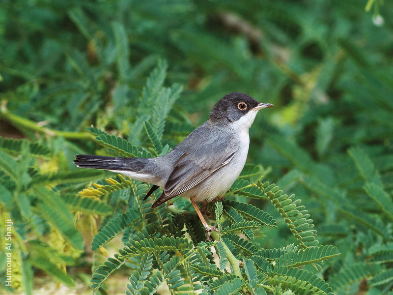 Ménétriés’s Warbler (Male)