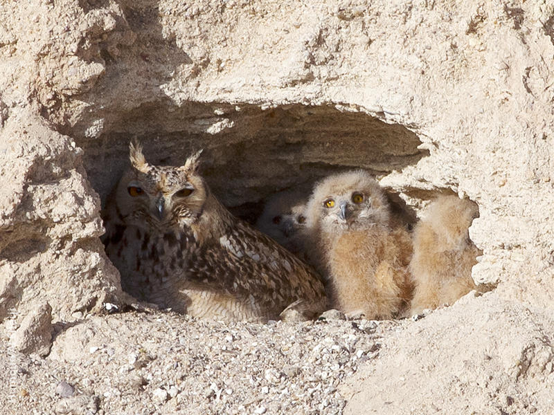 Pharaoh Eagle Owl