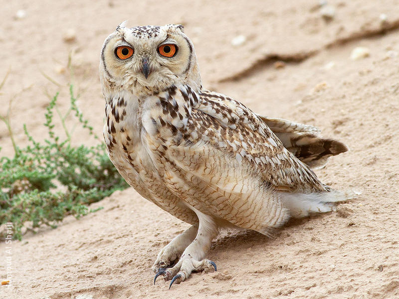 Pharaoh Eagle Owl