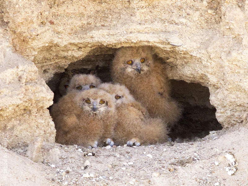 Pharaoh Eagle Owl