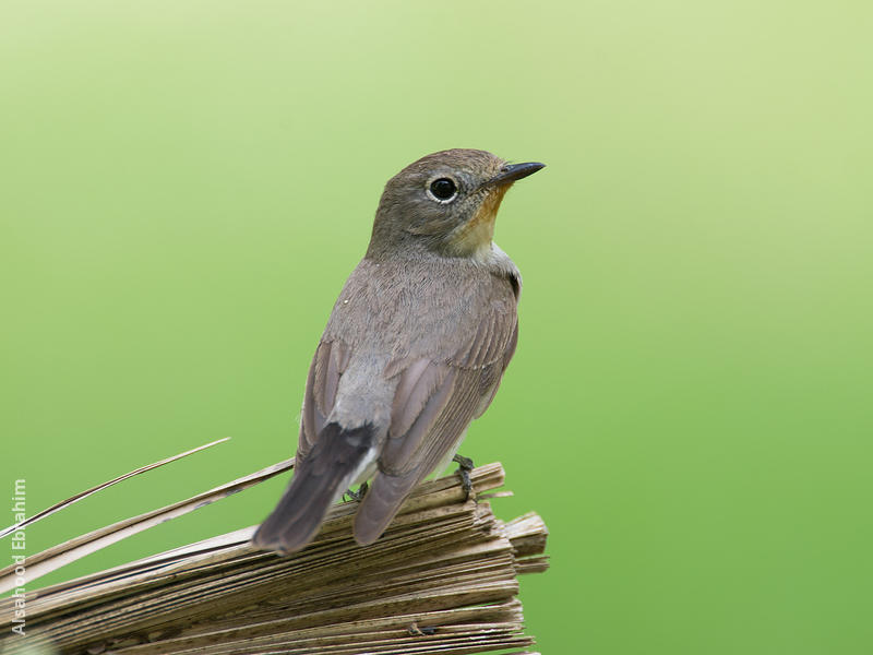 Taiga Flycatcher