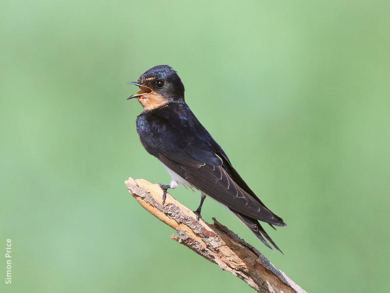 Barn Swallow (Juvenile)