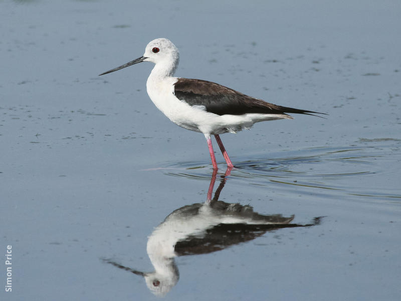 Black-winged Stilt (Female)