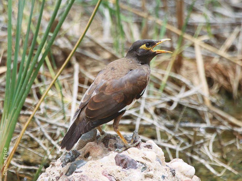 Common Myna