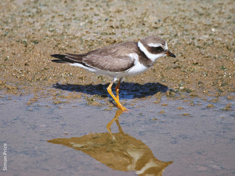 Common Ringed Plover (Juvenile)