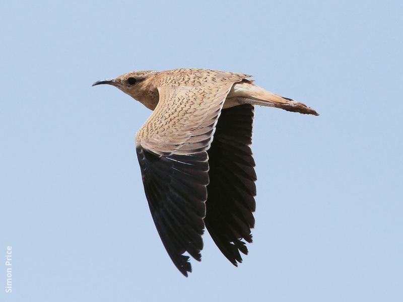 Cream-coloured Courser