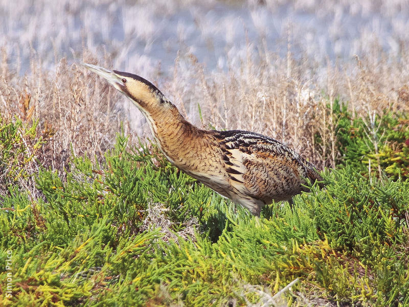 Eurasian Bittern