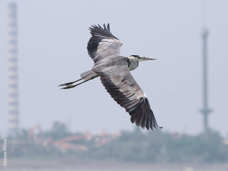 Grey Heron 